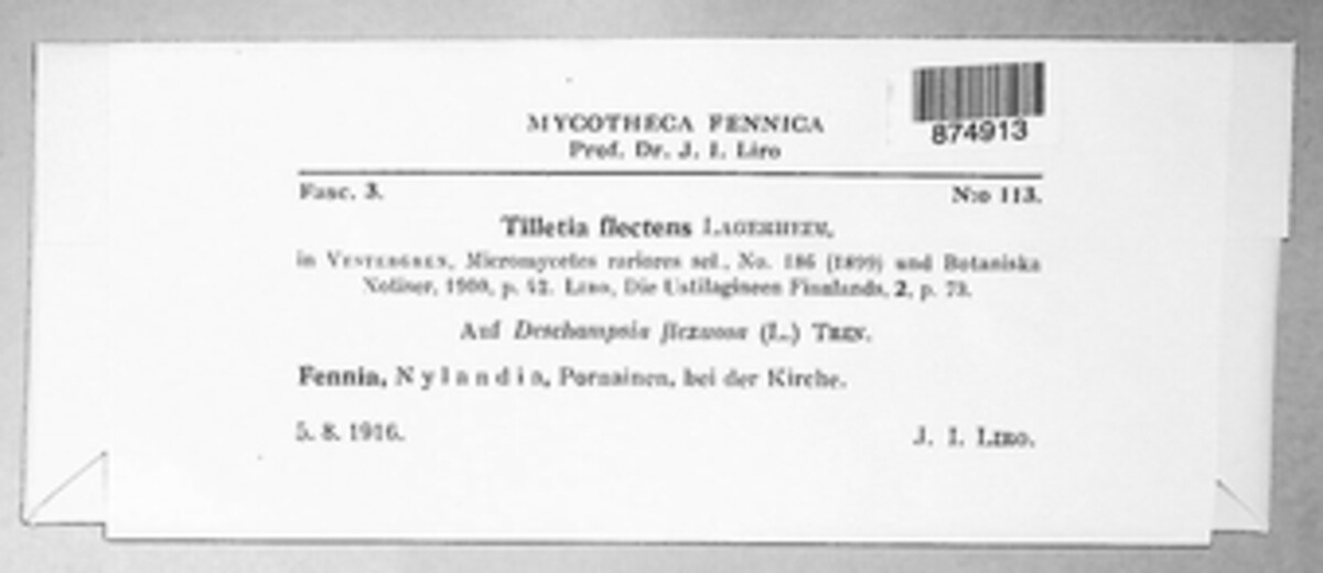 Tilletia flectens image